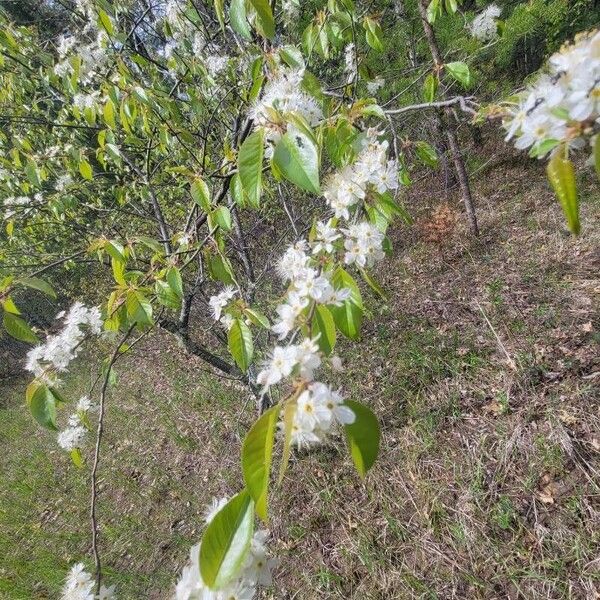 Prunus pensylvanica Flor