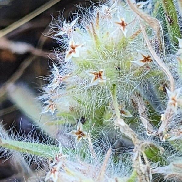 Plantago bellardii Fruchs