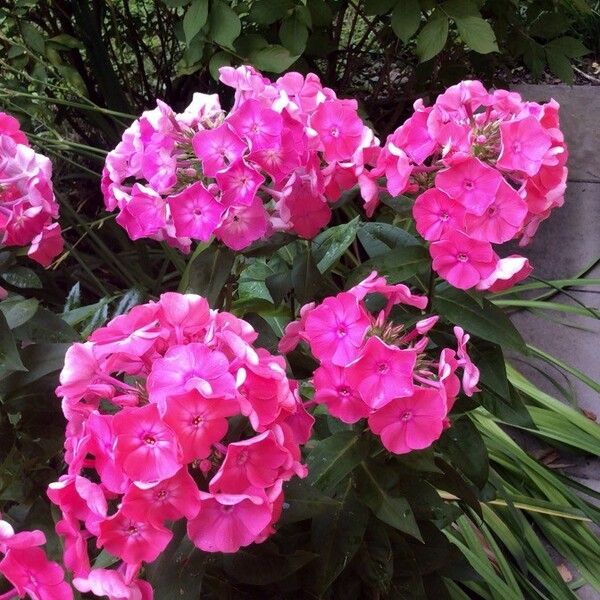 Phlox paniculata Fiore