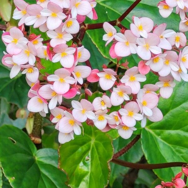 Begonia minor फूल