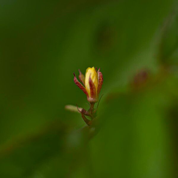 Corchorus aestuans Flower