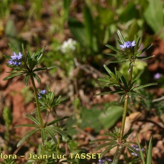 Asperula arvensis 整株植物