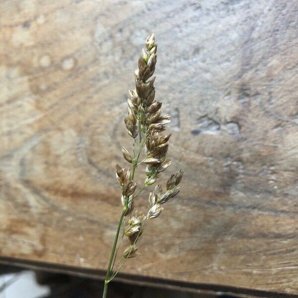 Anthoxanthum nitens Flower