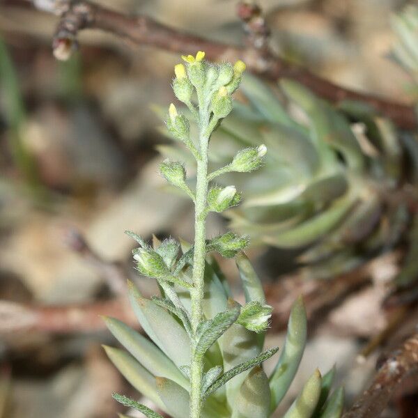 Alyssum simplex Õis