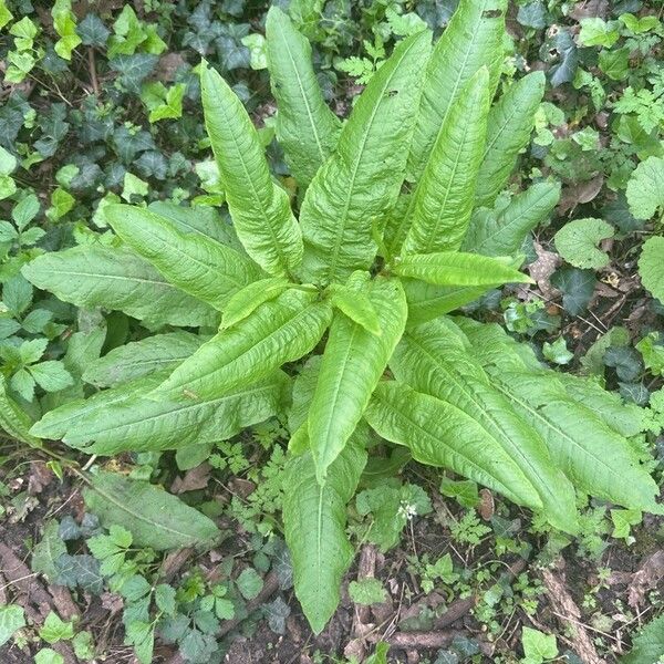 Rumex patientia ᱥᱟᱠᱟᱢ