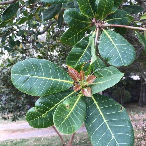 Anacardium occidentale Yaprak