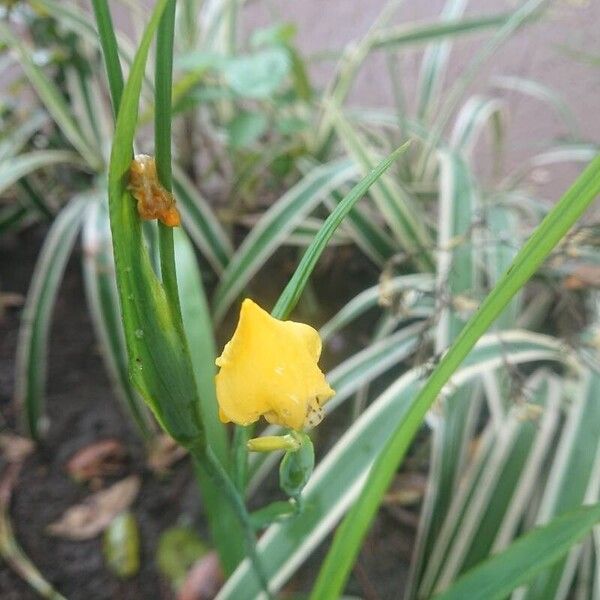 Trimezia martinicensis Blomma