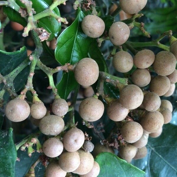Leea guineensis Fruit
