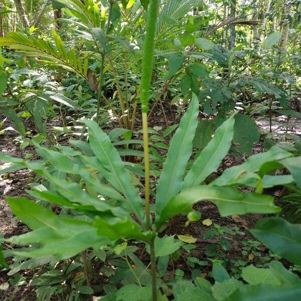 Helminthostachys zeylanica Blatt