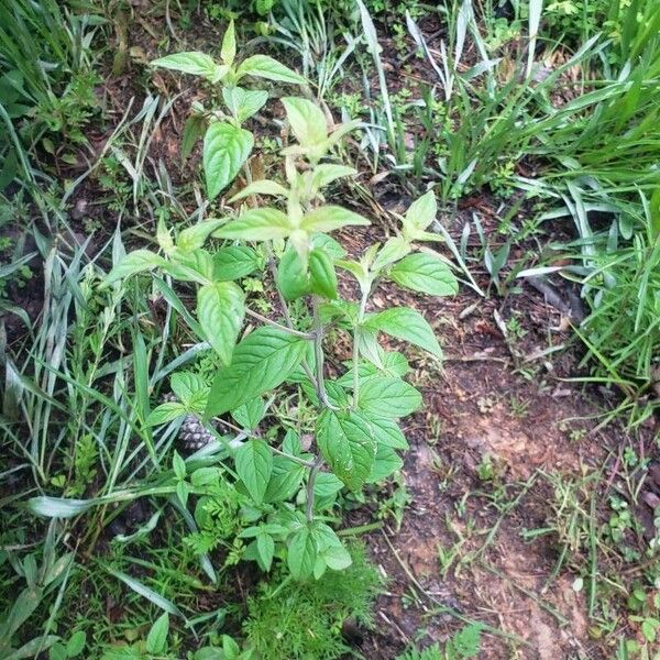 Pycnanthemum incanum Leaf