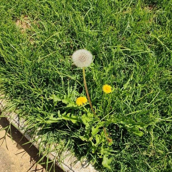 Taraxacum officinale Blodyn