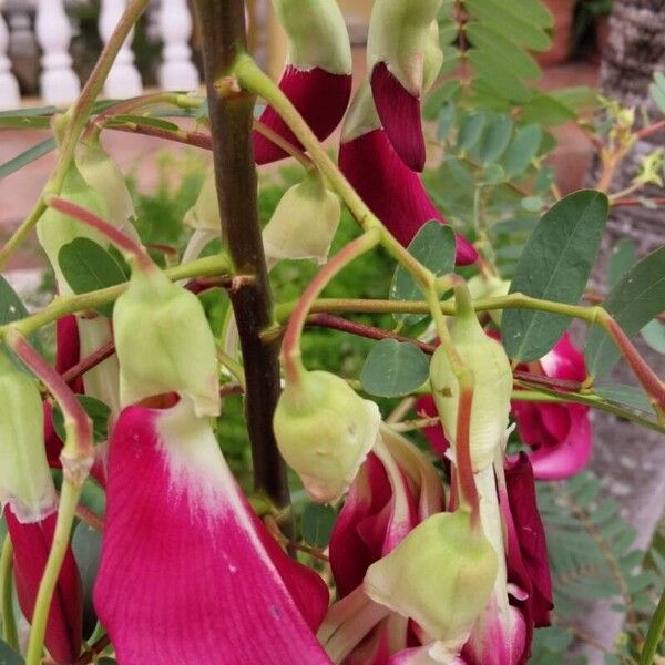 Sesbania grandiflora Flower