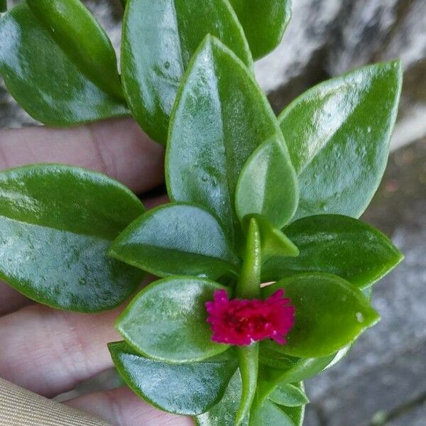 Mesembryanthemum cordifolium Leaf