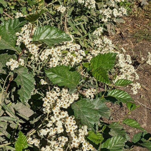 Holodiscus discolor Flower