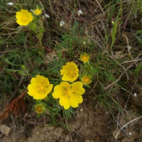 Potentilla hirta Blüte