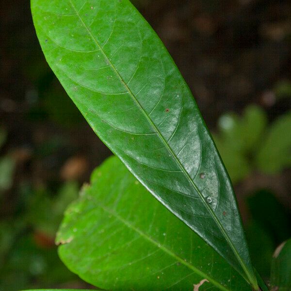 Aniba citrifolia Levél