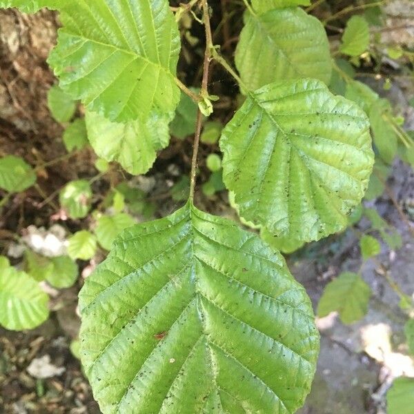 Alnus glutinosa List