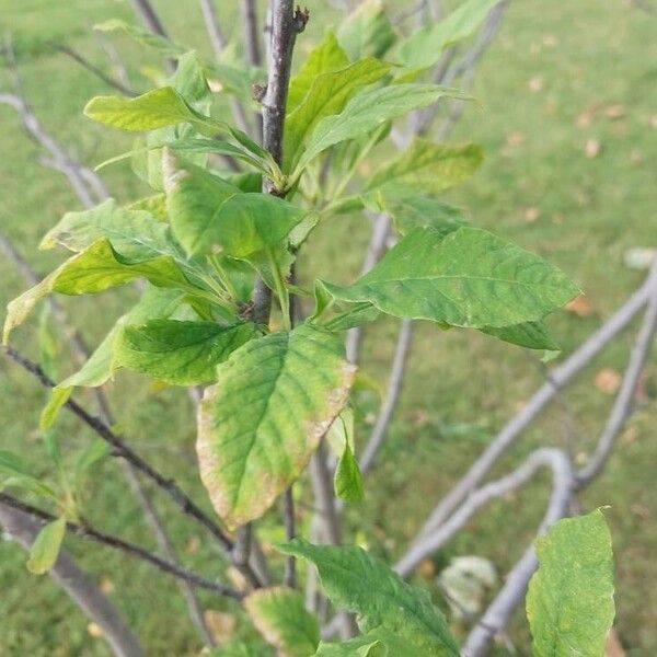 Oemleria cerasiformis Fuelha