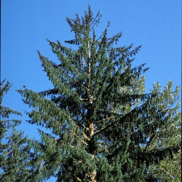 Picea sitchensis 整株植物