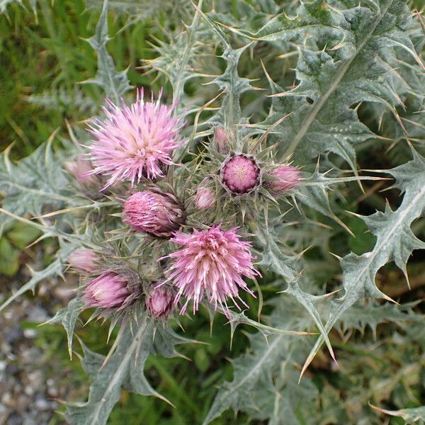 Carduus carlinoides 花