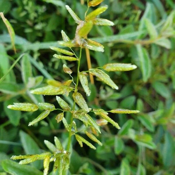 Eragrostis cilianensis Flor