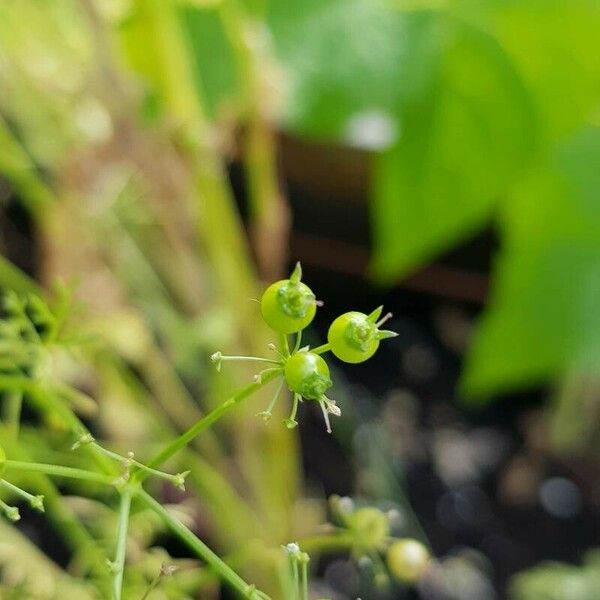 Coriandrum sativum Vrucht