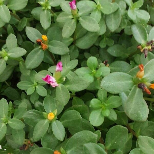 Portulaca umbraticola Blomst