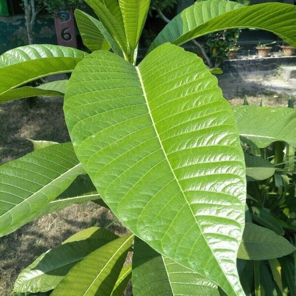 Alstonia macrophylla Leaf