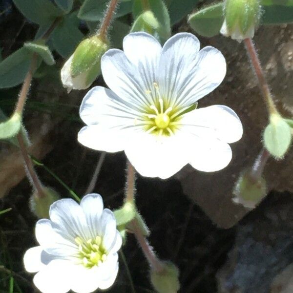 Cerastium alpinum ᱵᱟᱦᱟ