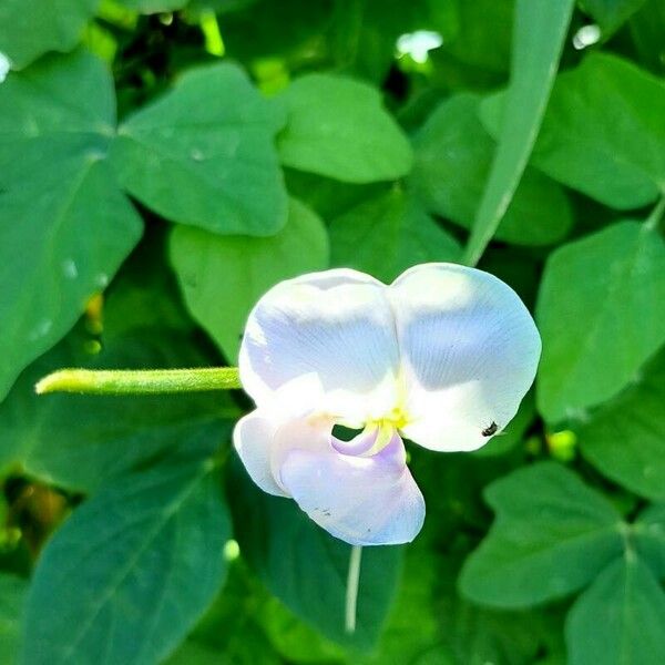 Vigna vexillata Bloem