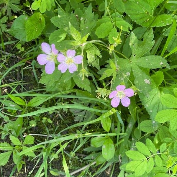 Geranium maculatum Flors