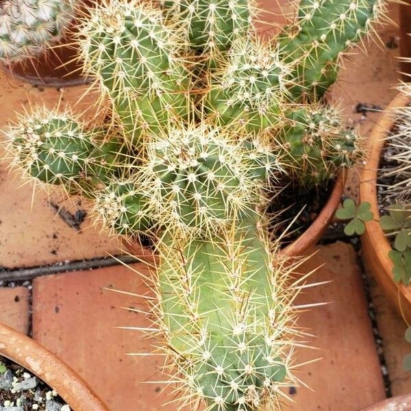 Echinocereus triglochidiatus Habit