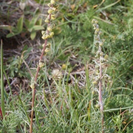 Artemisia atrata Habitus