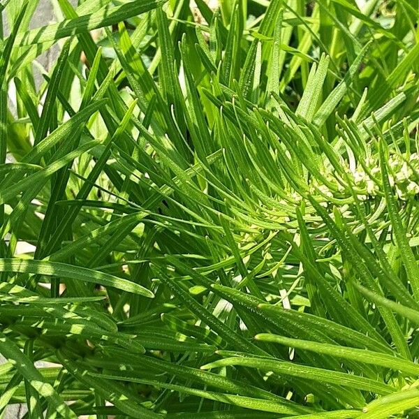 Liatris spicata Leaf