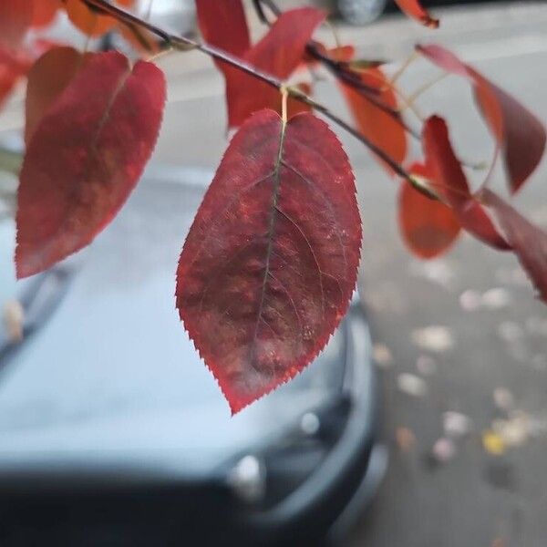 Amelanchier canadensis 葉