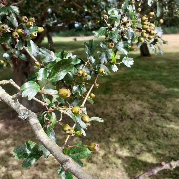 Crataegus monogyna Фрукт