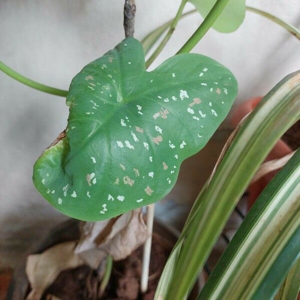 Caladium bicolor Folha