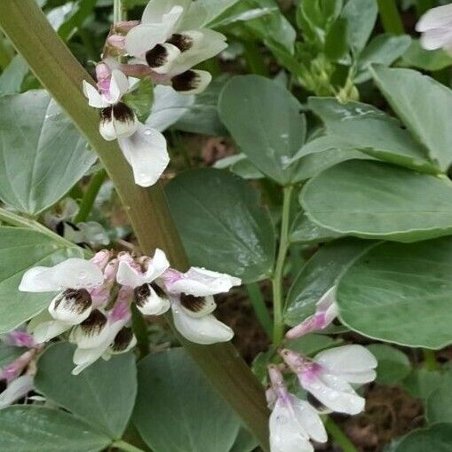 Vicia faba Blüte