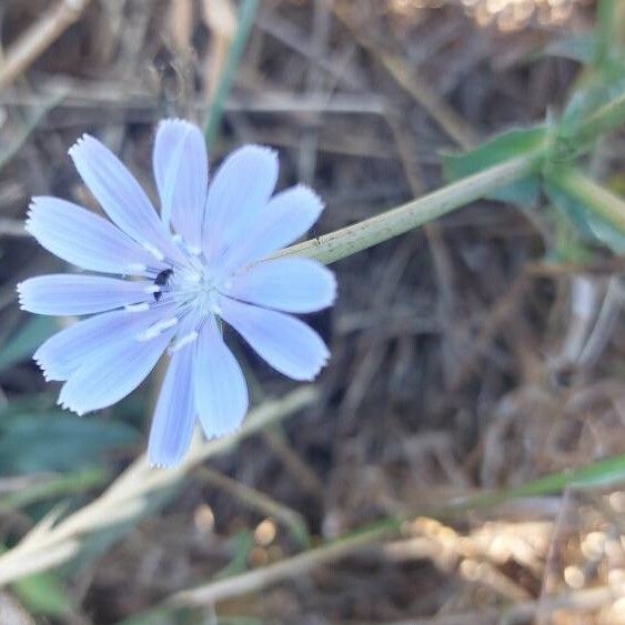 Cichorium endivia Květ