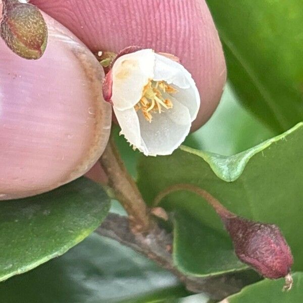 Visnea mocanera Fiore