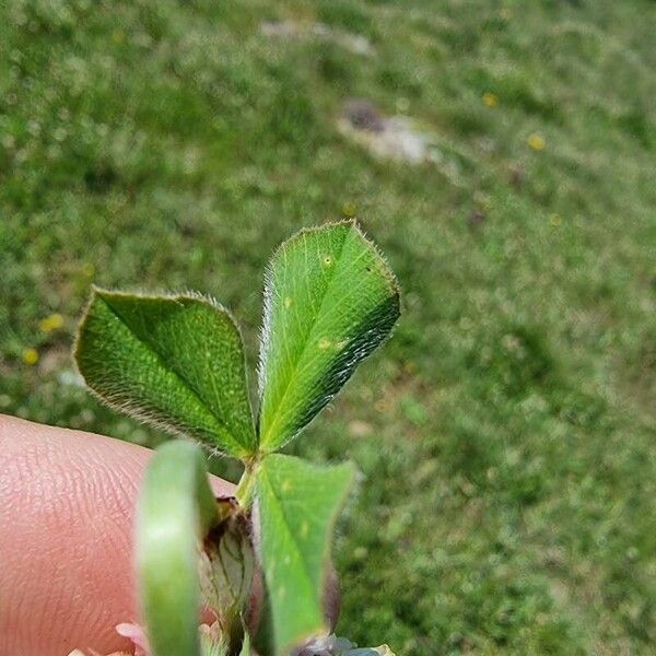 Trifolium incarnatum পাতা