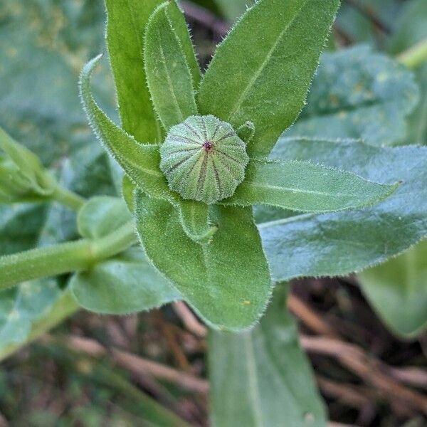 Calendula officinalis Leaf