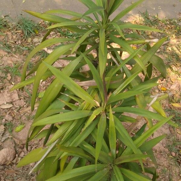 Cordyline stricta Φύλλο