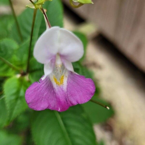 Impatiens balfourii Цвят