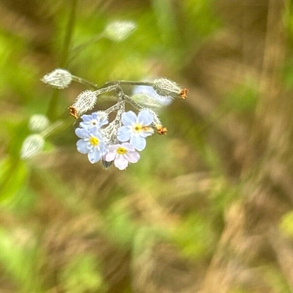 Myosotis arvensis 花