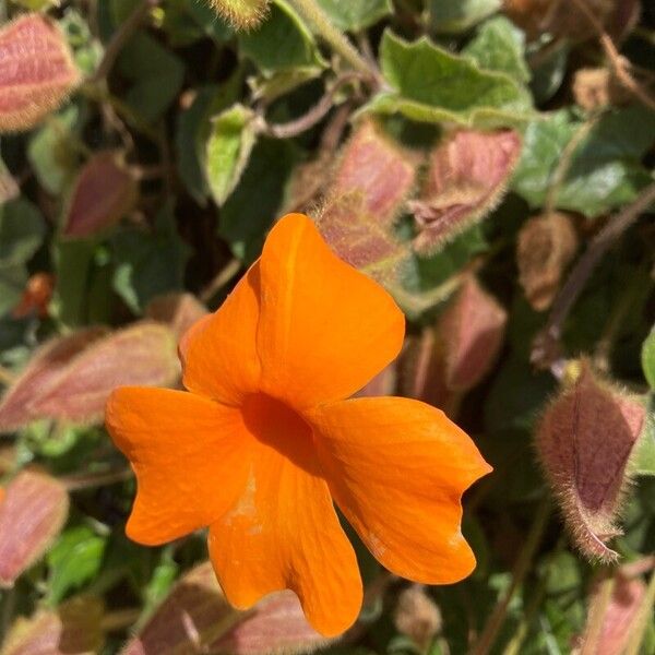 Thunbergia gregorii फूल