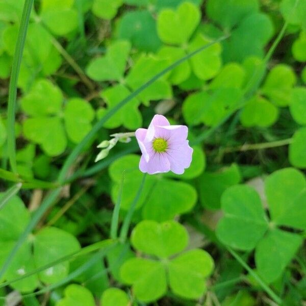 Oxalis latifolia फूल