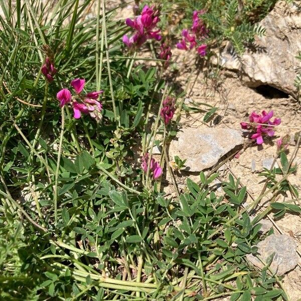 Trifolium alpinum Habit