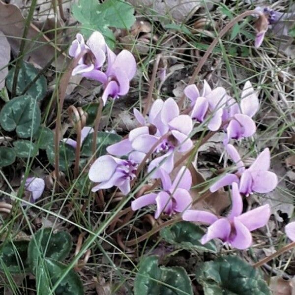 Cyclamen hederifolium Λουλούδι