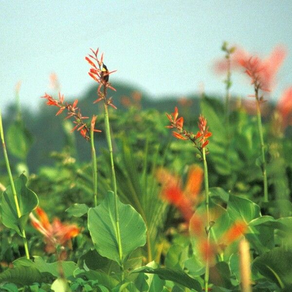 Canna indica फूल